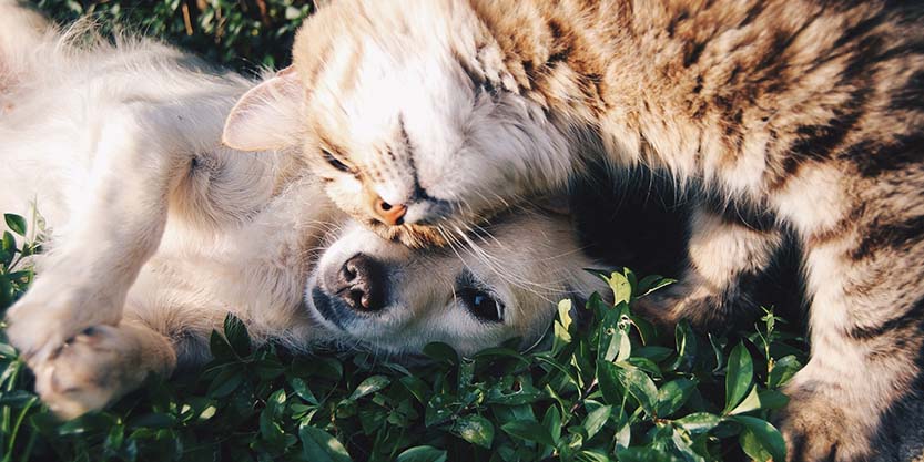 Cat and dog cuddling